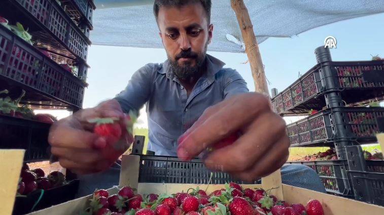 Binbir derde deva! Kavurucu sıcakta toplanıyor. Tarlada 30 markette 130 TL 20